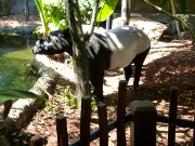 466  malaysian tapir.JPG